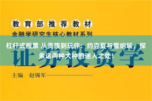 杠杆式股票 从贵族到玩伴：约克夏与雪纳瑞，探索这两种犬种的迷人之处！