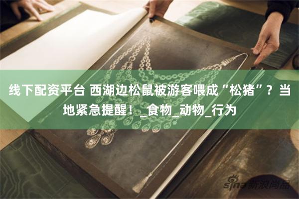 线下配资平台 西湖边松鼠被游客喂成“松猪”？当地紧急提醒！_食物_动物_行为